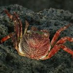 Devil Crab Jadi Kepiting Beracun Yang Menewaskan Vlogger Filipina