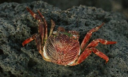 Devil Crab Jadi Kepiting Beracun Yang Menewaskan Vlogger Filipina