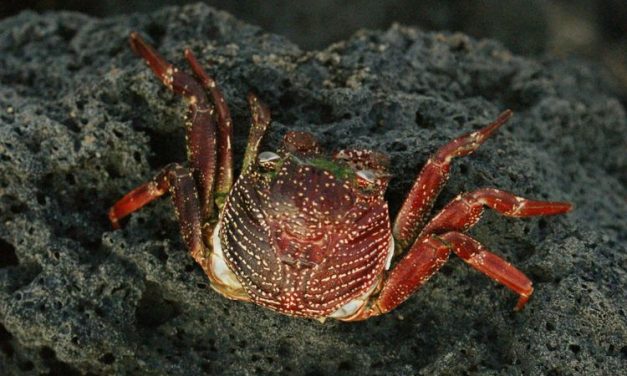 Devil Crab Jadi Kepiting Beracun Yang Menewaskan Vlogger Filipina