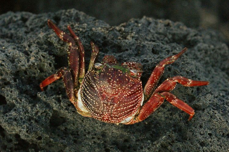 Devil Crab Jadi Kepiting Beracun Yang Menewaskan Vlogger Filipina