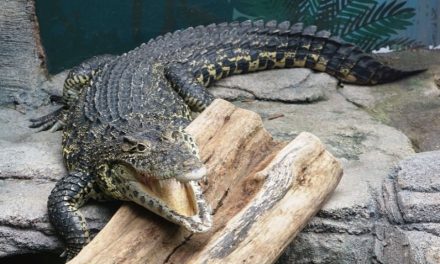 Fakta Menarik Tentang Buaya Yang Jarang Diketahui