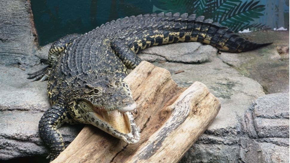 Fakta Menarik Tentang Buaya Yang Jarang Diketahui
