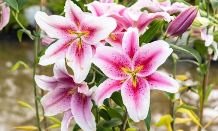 Fakta Menarik Tentang Bunga Lily Yang Jarang Diketahui