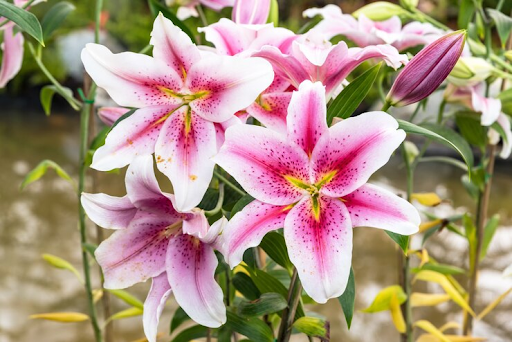 Fakta Menarik Tentang Bunga Lily Yang Jarang Diketahui