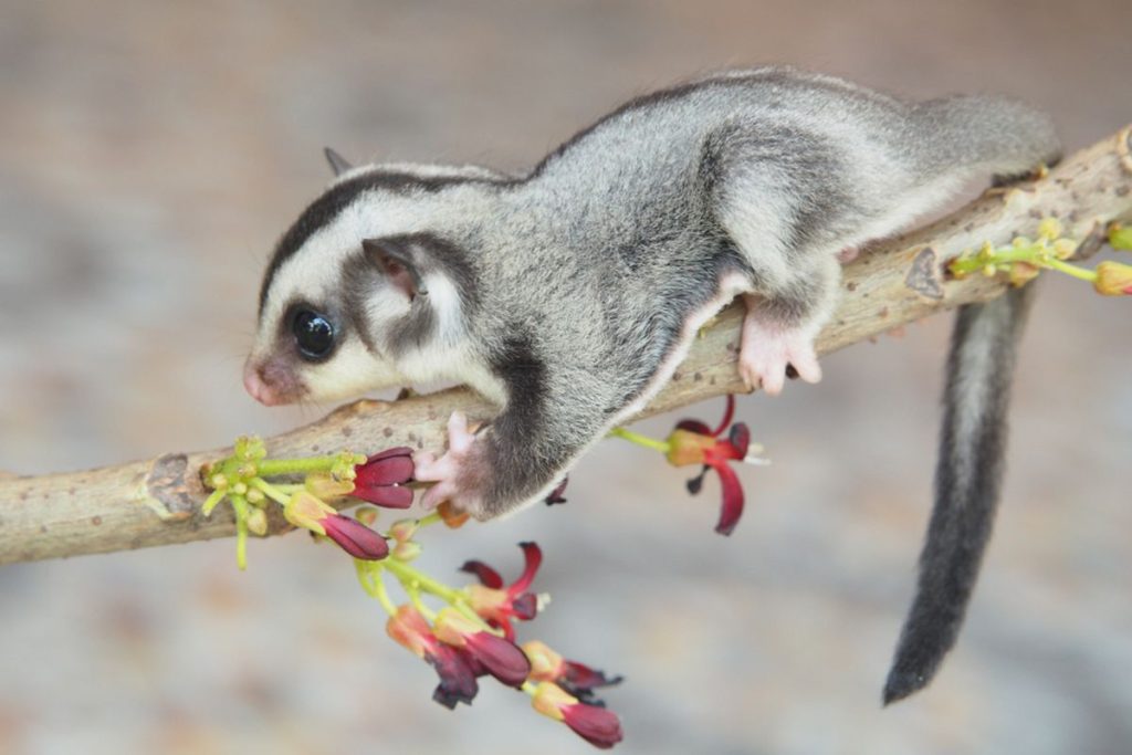 Hal Yang Perlu Diketahui Sebelum Memelihara Sugar Glider
