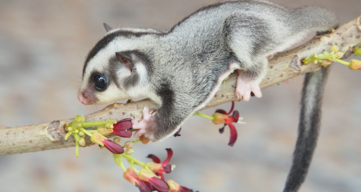 Hal Yang Perlu Diketahui Sebelum Memelihara Sugar Glider