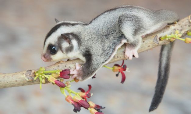 Hal Yang Perlu Diketahui Sebelum Memelihara Sugar Glider