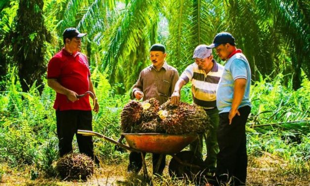 Tantangan Dan Peluang PT Socimas Di Industri Sawit Global