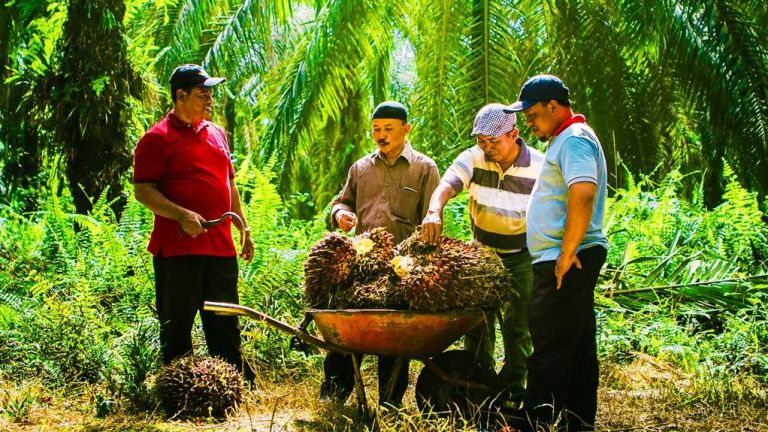 Tantangan Dan Peluang PT Socimas Di Industri Sawit Global