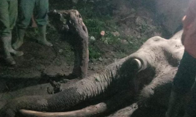 Upaya Pelestarian Gajah Melalui Kisah Inspiratif Gajah Rahman