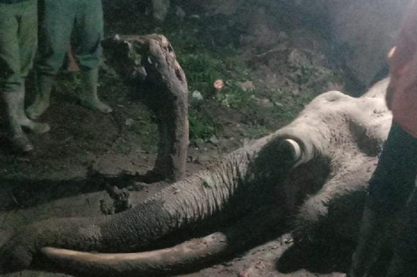 Upaya Pelestarian Gajah Melalui Kisah Inspiratif Gajah Rahman