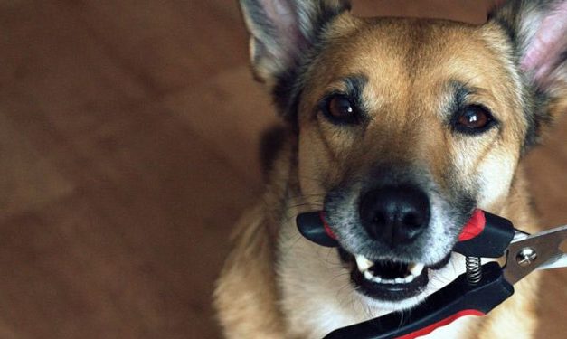 Cara Potong Kuku Anjing Yang Aman Tanpa Membuat Hewan Stres