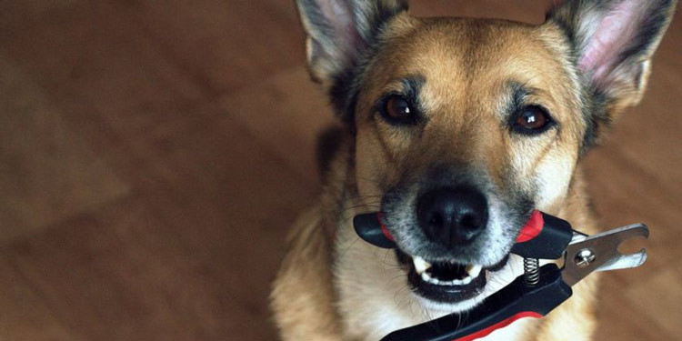 Cara Potong Kuku Anjing Yang Aman Tanpa Membuat Hewan Stres