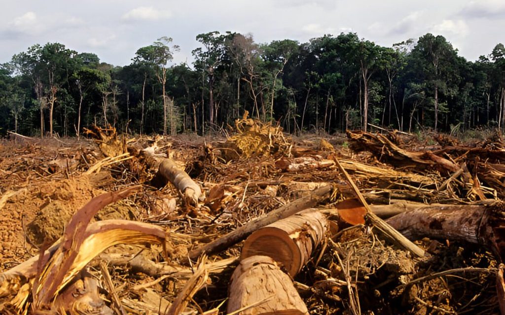 Hutan Indonesia: Ancaman Deforestasi Dan Upaya Kelestariannya