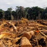 Hutan Indonesia: Ancaman Deforestasi Dan Upaya Kelestariannya