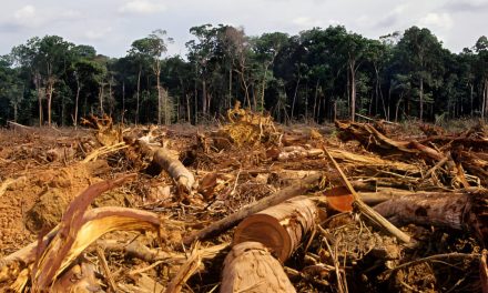 Hutan Indonesia: Ancaman Deforestasi Dan Upaya Kelestariannya