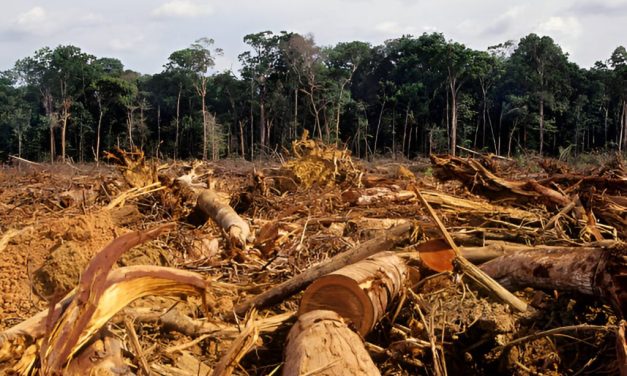 Hutan Indonesia: Ancaman Deforestasi Dan Upaya Kelestariannya