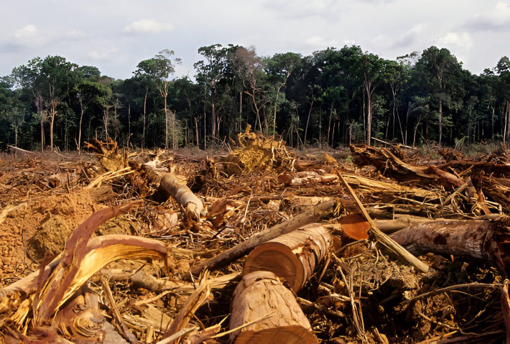 Hutan Indonesia: Ancaman Deforestasi Dan Upaya Kelestariannya