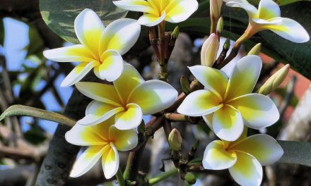 Bunga Kamboja: Makna, Jenis, Dan Cara Merawatnya Di Rumah