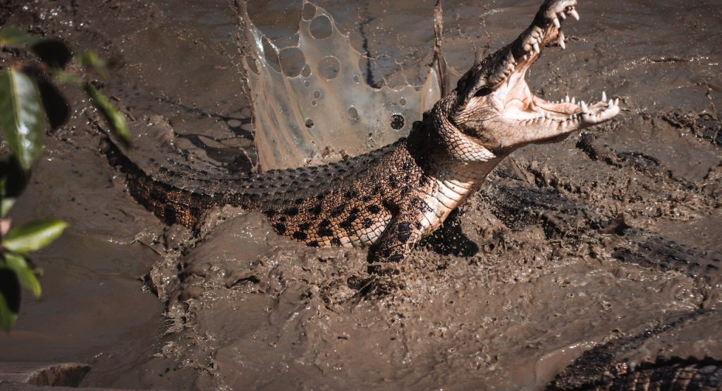 Fakta Menarik Tentang Buaya, Predator Tangguh Habitat Perairan