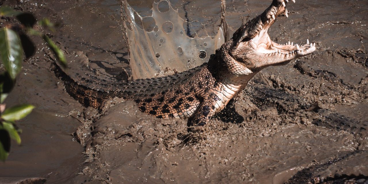 Fakta Menarik Tentang Buaya, Predator Tangguh Habitat Perairan