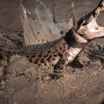 Fakta Menarik Tentang Buaya, Predator Tangguh Habitat Perairan