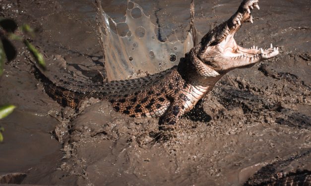 Fakta Menarik Tentang Buaya, Predator Tangguh Habitat Perairan