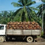 Industri Sawit Indonesia: Peluang, Tantangan, Dan Dampaknya