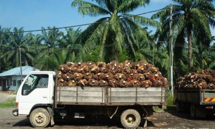Industri Sawit Indonesia: Peluang, Tantangan, Dan Dampaknya