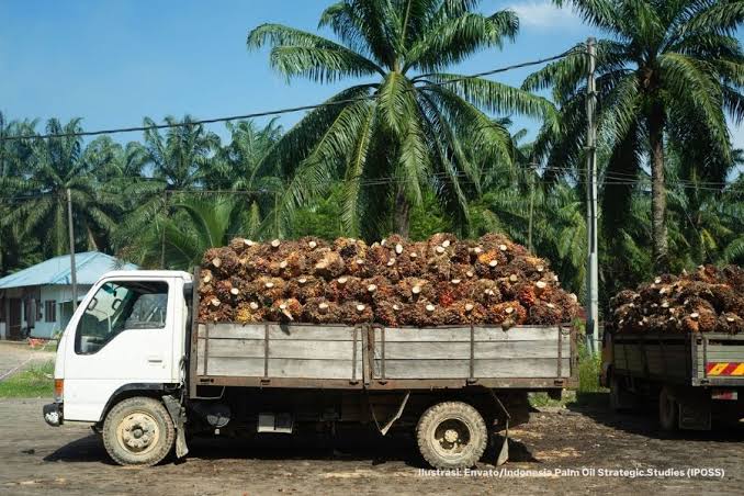 Industri Sawit Indonesia: Peluang, Tantangan, Dan Dampaknya