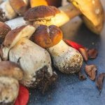 Jenis Jamur Yang Bisa Dimakan Dan Aman Untuk Dikonsumsi