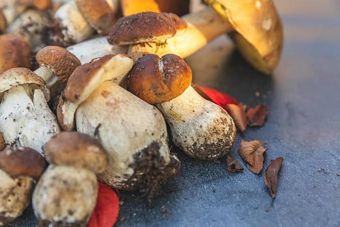 Jenis Jamur Yang Bisa Dimakan Dan Aman Untuk Dikonsumsi