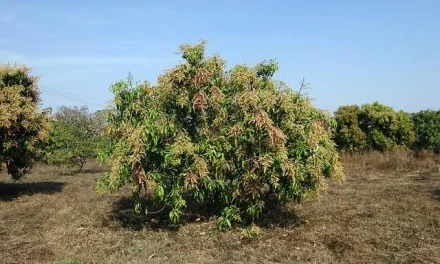 Mangga Thailand: Cara Budidaya Agar Cepat Berbuah Dan Panen