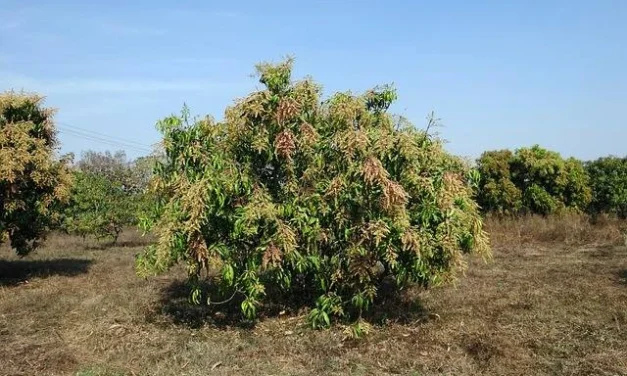 Mangga Thailand: Cara Budidaya Agar Cepat Berbuah Dan Panen