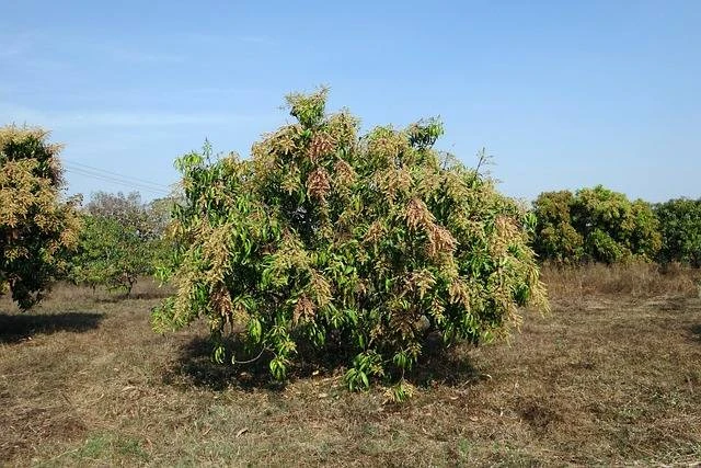 Mangga Thailand: Cara Budidaya Agar Cepat Berbuah Dan Panen