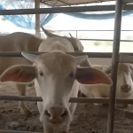 Peluang Budidaya Kerbau Di Indonesia: Modal Dan Keuntungan