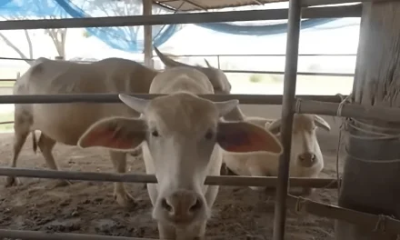 Peluang Budidaya Kerbau Di Indonesia: Modal Dan Keuntungan