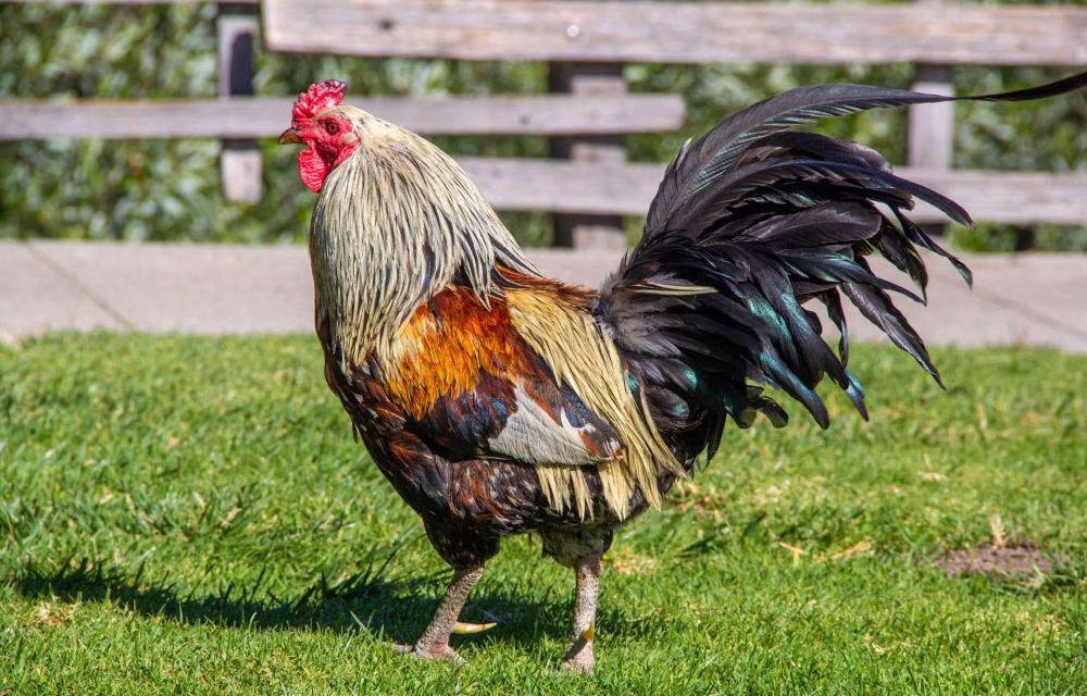 Ayam Jago: Fakta Menarik, Karakter, Dan Cara Merawatnya