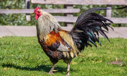 Ayam Jago: Fakta Menarik, Karakter, Dan Cara Merawatnya