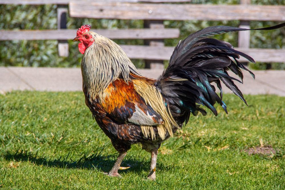 Ayam Jago: Fakta Menarik, Karakter, Dan Cara Merawatnya