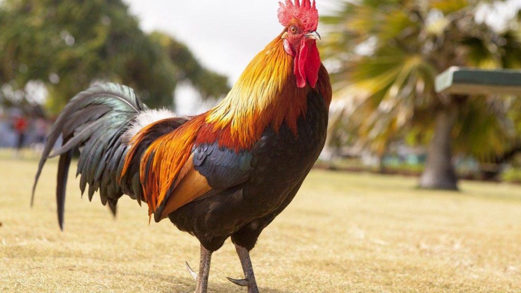 Ayam Jago: Mengenal Karakter, Keunikan, Dan Cara Perawatan
