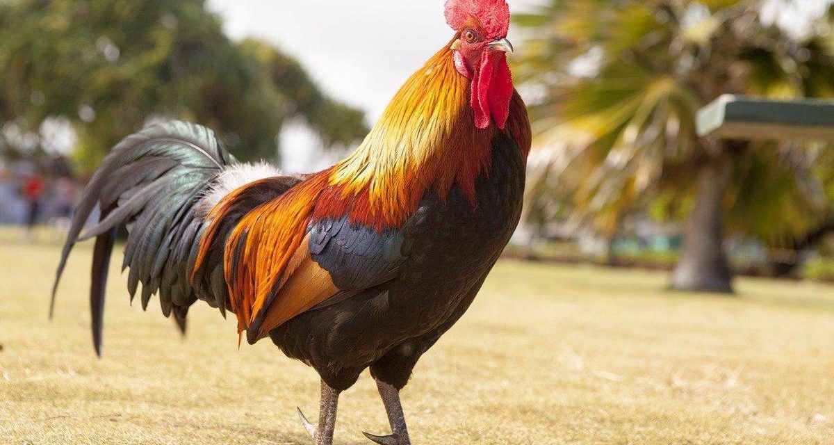 Ayam Jago: Mengenal Karakter, Keunikan, Dan Cara Perawatan