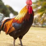 Ayam Jago: Mengenal Karakter, Keunikan, Dan Cara Perawatan