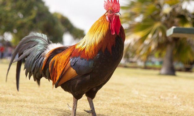 Ayam Jago: Mengenal Karakter, Keunikan, Dan Cara Perawatan