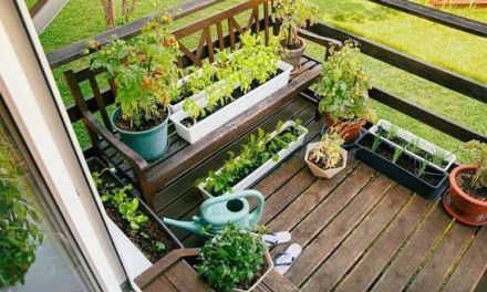 Berkebun: Memanfaatkan Lahan Kecil Untuk Kegiatan Produktif