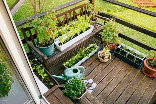 Berkebun: Memanfaatkan Lahan Kecil Untuk Kegiatan Produktif