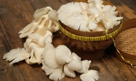 Jamur Konsumsi: Mengenal Jenis Dan Cara Budidayanya