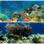 Laut Dan Kehidupan: Mengenal Kekayaan Ekosistem Indonesia