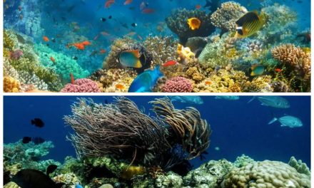Laut Dan Kehidupan: Mengenal Kekayaan Ekosistem Indonesia