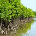 Hutan Mangrove: Ekosistem Pesisir Dalam Menjaga Lingkungan